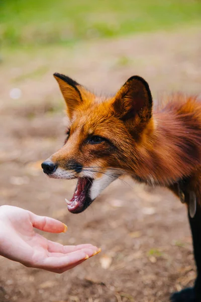 Evcil, kızıl tilki onun ellerinden yiyor.. — Stok fotoğraf