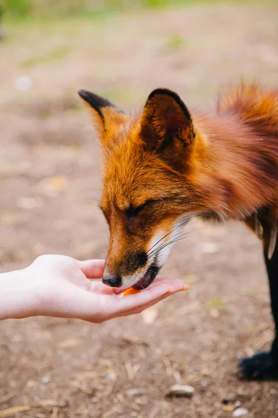 Mesmo, raposa vermelha come de suas mãos. — Fotografia de Stock