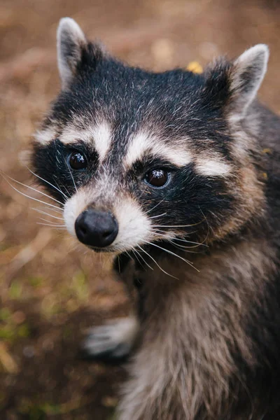 ラクーンは森の中に座っている。悲しい目の動物 — ストック写真