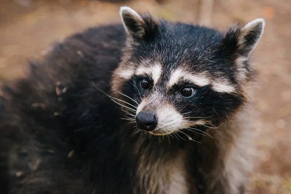 Raccoon está sentado na floresta. Animal com olhos tristes — Fotografia de Stock