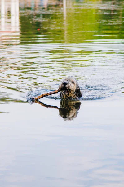 Egy kutya úszik a tóban bottal a fogában. Nedves kutya. Kedvtelésből tartott állatok — Stock Fotó