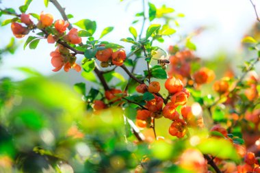Ayva renginde işçi arıların uçuşu