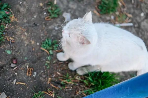 Eine Streunende Katze Auf Der Suche Nach Nahrung Und Zuneigung — Stockfoto