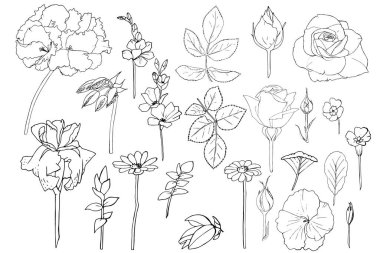 çiçek beyaz set vektörü