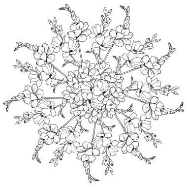 Vektör irisler izole edildi. elle çizilen doğrusal çizim.