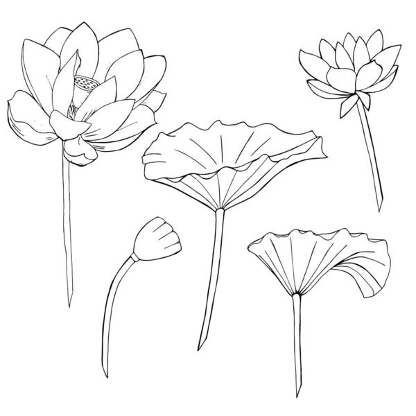 Vecteur Isolé Fleurs Lotus Dessin Trait Une Fleur Lotus Pour — Image vectorielle