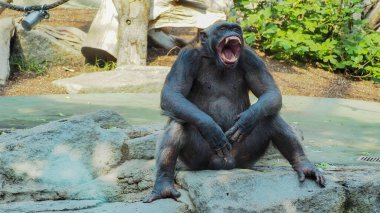 Kızgın şempanze bir taşın üzerinde oturuyor..