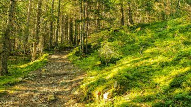 Orman yolu güneşli ormanlarda.