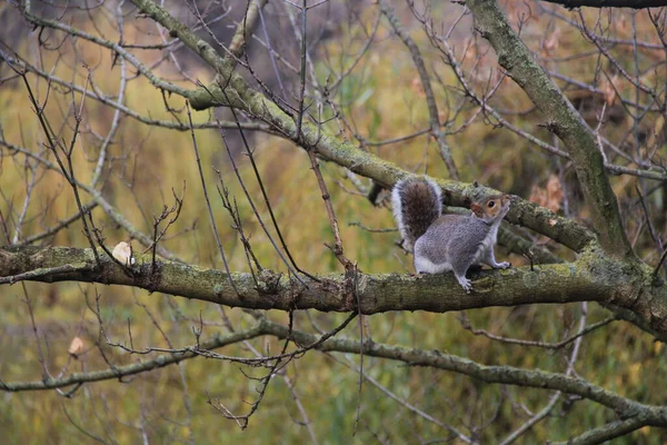 Squirrel Hyde Park — Stock Photo, Image