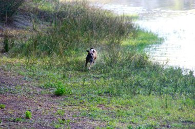 Danko gölde vahşi.