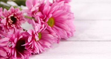 Mor çiçek odak beyaz arka plan Sevgililer gün