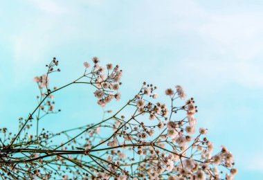 hayat gökyüzü küçük çiçekler