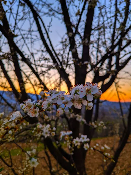 Fleur Cerisier Coucher Soleil — Photo