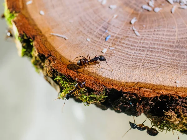 hayvan Camponotus karıncalar fellah 