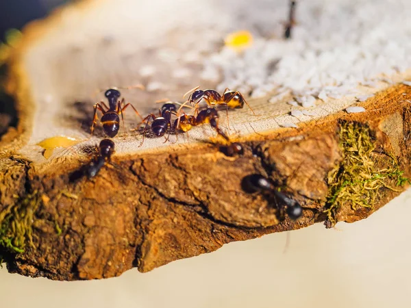 Animal fellah de hormigas Camponotus — Foto de Stock