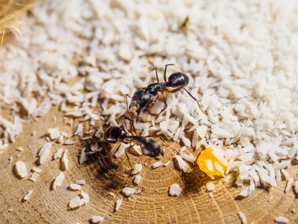Animal fellah de hormigas Camponotus — Foto de Stock
