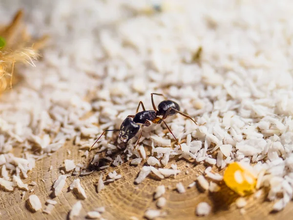 Animal fellah de hormigas Camponotus — Foto de Stock