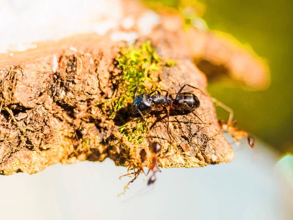 Animal fourmis Camponotus fellah — Photo