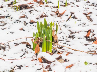 İlk Bahar kardelen Bahçe
