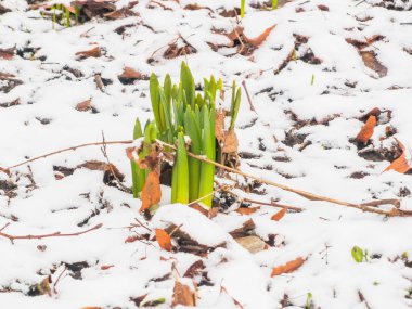 İlk Bahar kardelen Bahçe