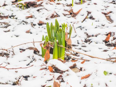 İlk Bahar kardelen Bahçe