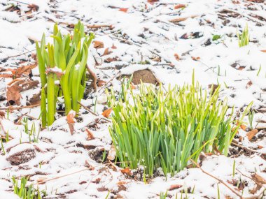 İlk Bahar kardelen Bahçe