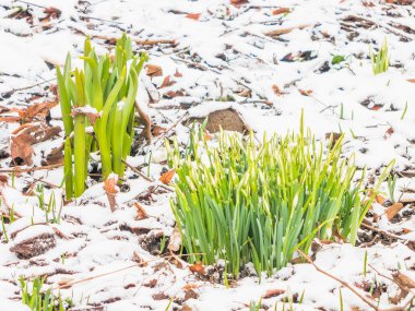İlk Bahar kardelen Bahçe