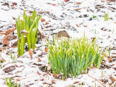 İlk Bahar kardelen Bahçe