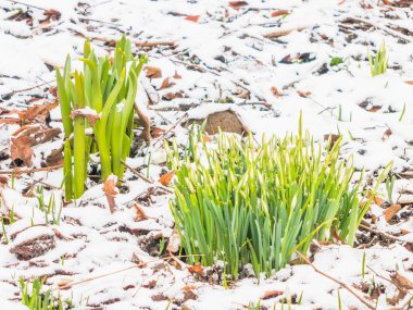 İlk Bahar kardelen Bahçe