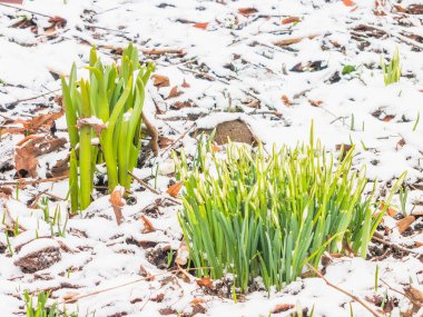 İlk Bahar kardelen Bahçe
