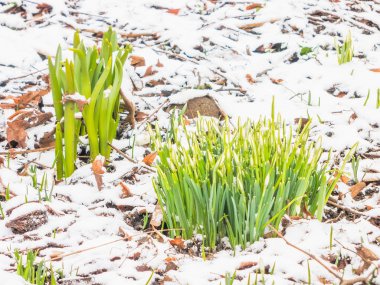İlk Bahar kardelen Bahçe
