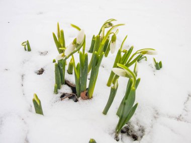 İlk Bahar kardelen Bahçe