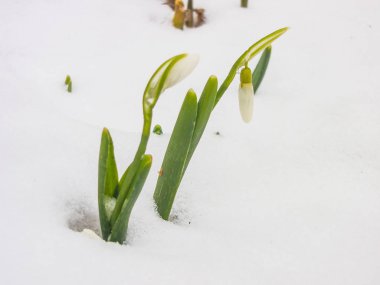 İlk Bahar kardelen Bahçe