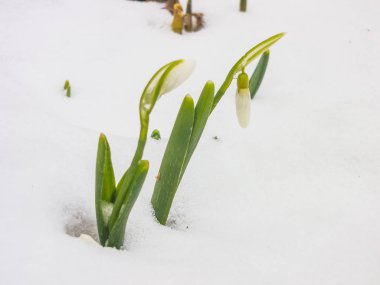 İlk Bahar kardelen Bahçe
