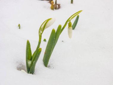 İlk Bahar kardelen Bahçe