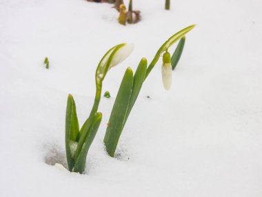 İlk Bahar kardelen Bahçe