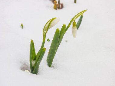 İlk Bahar kardelen Bahçe