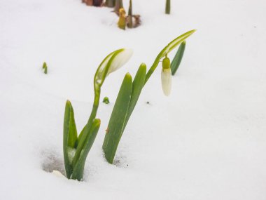 İlk Bahar kardelen Bahçe