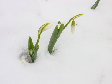 İlk Bahar kardelen Bahçe