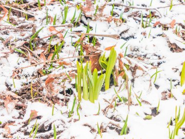 İlk Bahar kardelen Bahçe