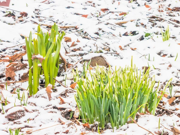 Primeras nevadas de primavera en el jardín — Foto de Stock