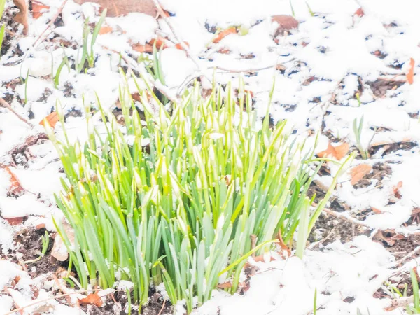 First spring snowdrops in garden — Stock Photo, Image