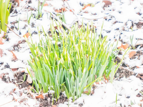 First spring snowdrops in garden — Stock Photo, Image