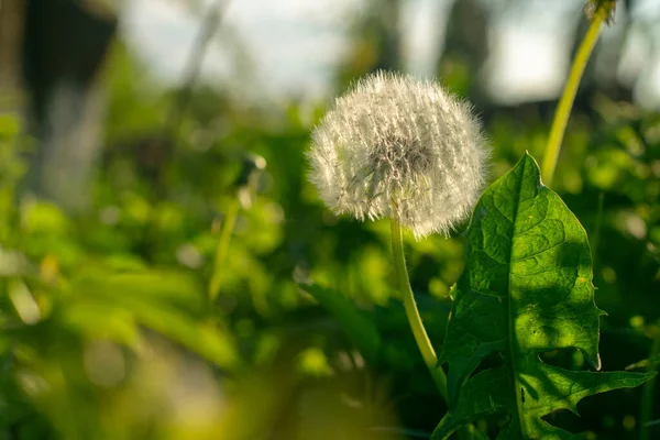 Pissenlit Blanc Sur Fond Herbe Vue Latérale Lumière Soleil — Photo