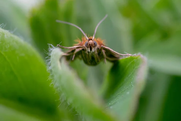 自然の庭の緑の葉を把握する美しい色のオレンジ 赤いカブトムシ — ストック写真