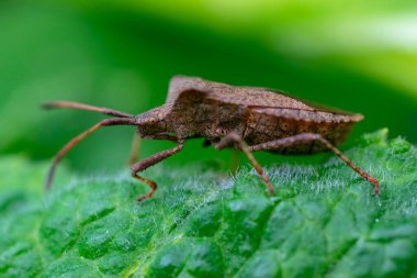 Bir bitkinin üzerinde dinlenen kokmuş bir böceğin portresi
