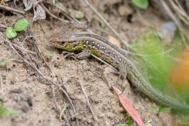 Yerde küçük yeşil bir kertenkele portresi