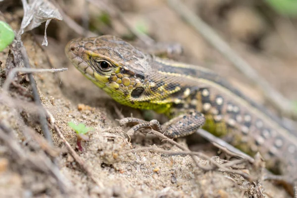 Portret Van Een Kleine Groene Hagedis Grond — Stockfoto