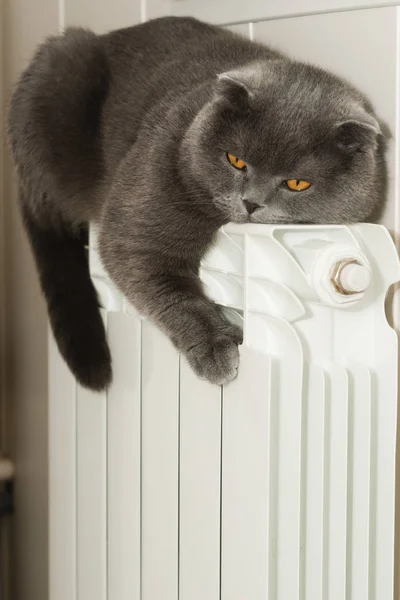 Scottish fold cat basks on a hot heating battery. Lilac-coated Scottish Fold male cat warms on a hot heating battery in the fall or winter season
