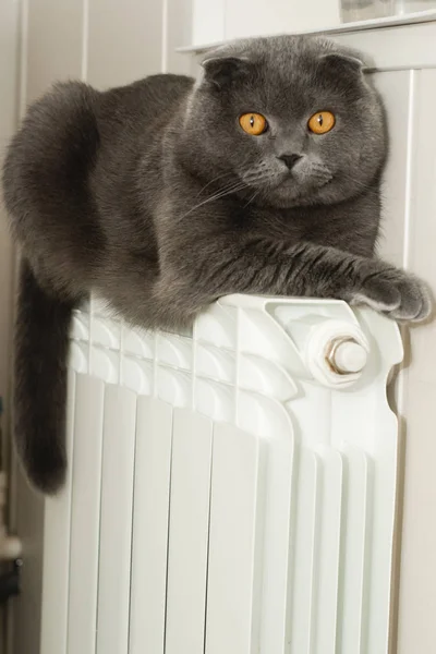 Scottish fold cat basks on a hot heating battery. Lilac-coated Scottish Fold male cat warms on a hot heating battery in the fall or winter season